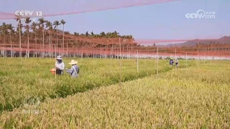  面对春耕焦虑，数字化转型是唯一的破局之道 企业服务