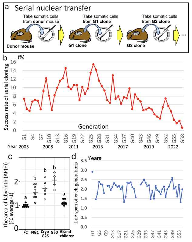  哺乳动物克隆技术揭秘：生命复制并非无限续命的终极方案 IT技术 哺乳动物克隆技术揭秘：生命复制并非无限续命的终极方案 IT技术 哺乳动物克隆技术揭秘：生命复制并非无限续命的终极方案 IT技术