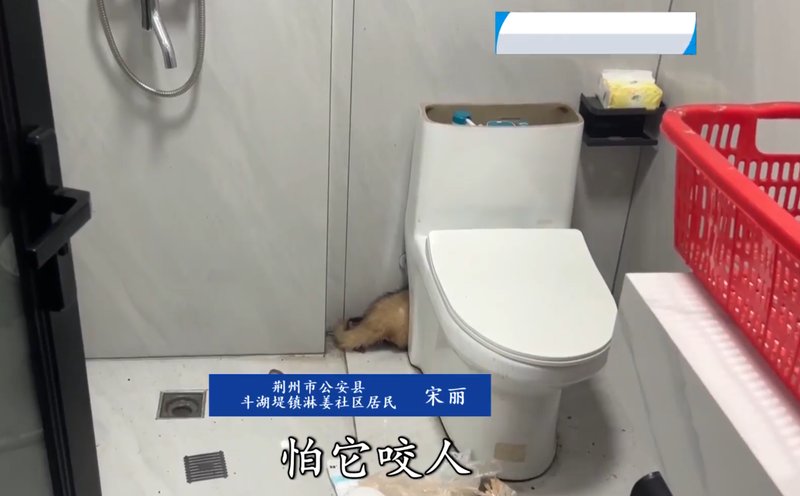 【生态追踪】从猪獾入侵事件拆解：城市边缘野生动物应急处置的完整技术链条