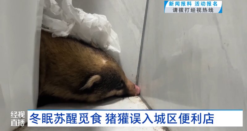  【生态追踪】从猪獾入侵事件拆解：城市边缘野生动物应急处置的完整技术链条 新闻