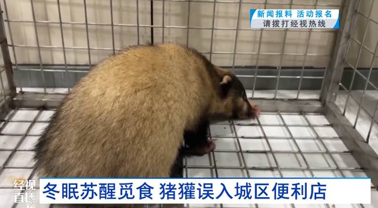  【生态追踪】从猪獾入侵事件拆解：城市边缘野生动物应急处置的完整技术链条 新闻