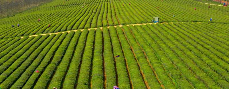 清明节的三重历史叠层：从节气到非遗的文化解码