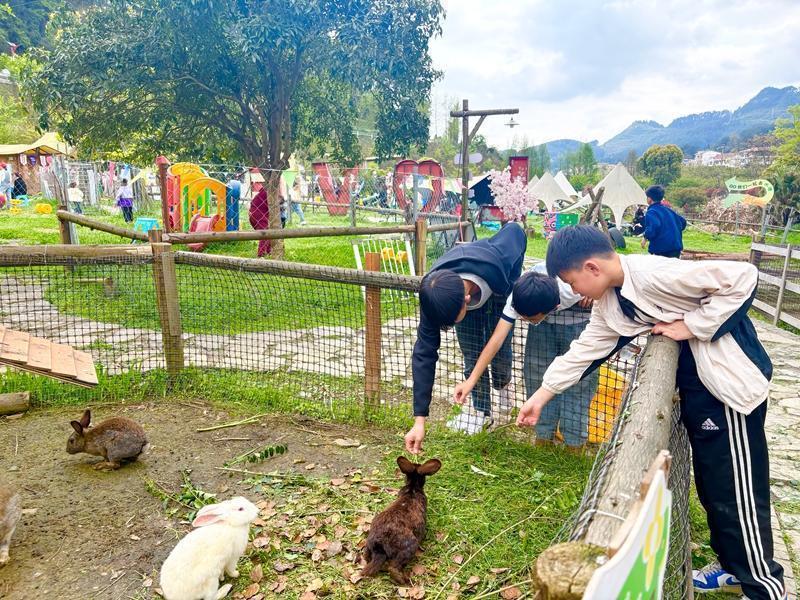  从“颜值”到“产值”：仁怀苍龙街道“露营+”模式的乡村旅游产业升级深度解析 文化旅游