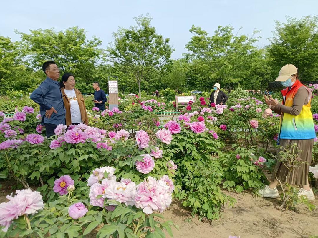  菏泽牡丹园的志愿力量：一套可复制的景区服务保障方法论 文化旅游